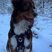 Vanya a rejoint le concours — aidez-le/la à gagner de superbes lots ! animal, brown_fur, bushes, canine, cold, dog, fur, happy, landscape, nature, outdoor, pet, playful, sitting, snow, snowy, tongue_out, white_fur, winter, winter_clothing