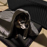 Aiko a rejoint le concours — aidez-le/la à gagner de superbes lots ! bed, blanket, brown, calm, canine, comfort, cozy, dog, floor, fur, home, indoor, light, pet, portrait, quiet, radiator, resting, shadow, wrapped