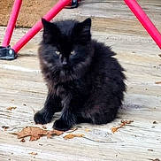 Boo Boo Bear joined the competition — help win amazing prizes! animal, autumn, black_cat, cat, cute, ears, feline, fluffy_fur, kitten, leaves, outdoor, paws, pet, porch, portrait, red_metal, sitting, tripod, whiskers, wooden_deck
