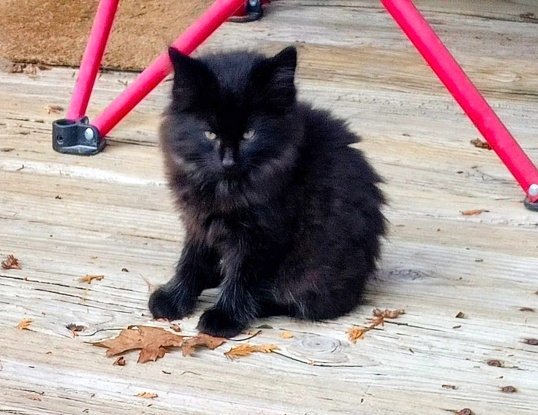 Boo Boo Bear joined the competition — help win amazing prizes! animal, autumn, black_cat, cat, cute, ears, feline, fluffy_fur, kitten, leaves, outdoor, paws, pet, porch, portrait, red_metal, sitting, tripod, whiskers, wooden_deck