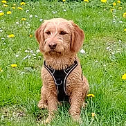 Volcan participe au concours pour gagner de l'argent avec cette photo : dog, outdoor, grass, flowers, wildflowers, pet, canine, animal, sitting, harness, nature, greenery, field, fur, mammal, plant, summer, daytime, portrait, cute