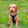 dog, outdoor, grass, flowers, wildflowers, pet, canine, animal, sitting, harness, nature, greenery, field, fur, mammal, plant, summer, daytime, portrait, cute