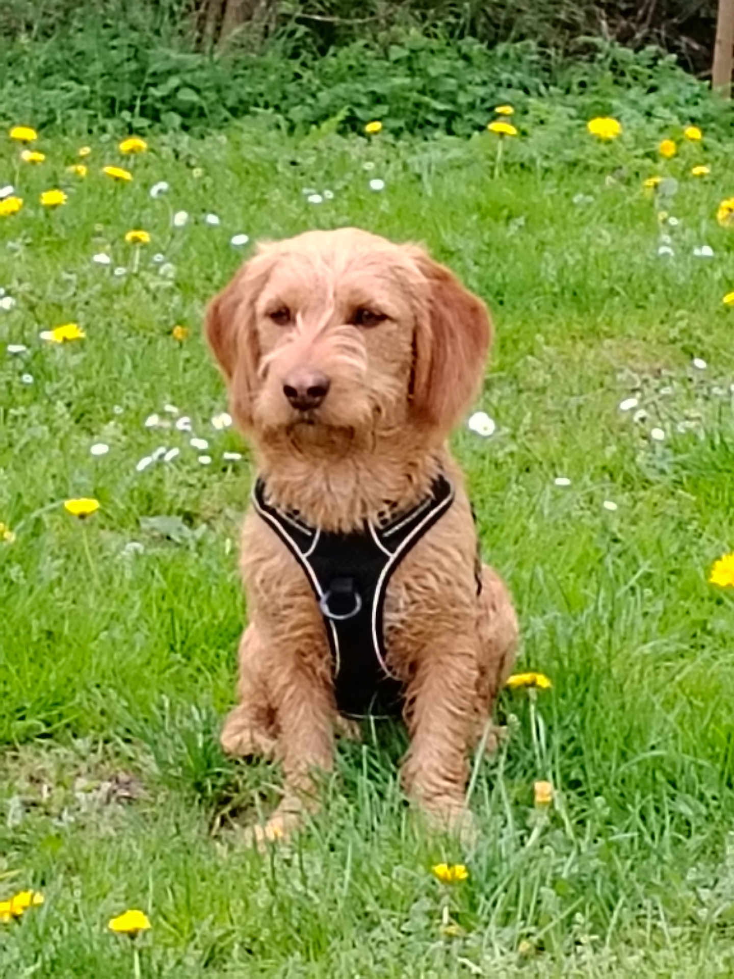 Volcan participe au concours pour gagner de l'argent avec cette photo : dog, outdoor, grass, flowers, wildflowers, pet, canine, animal, sitting, harness, nature, greenery, field, fur, mammal, plant, summer, daytime, portrait, cute