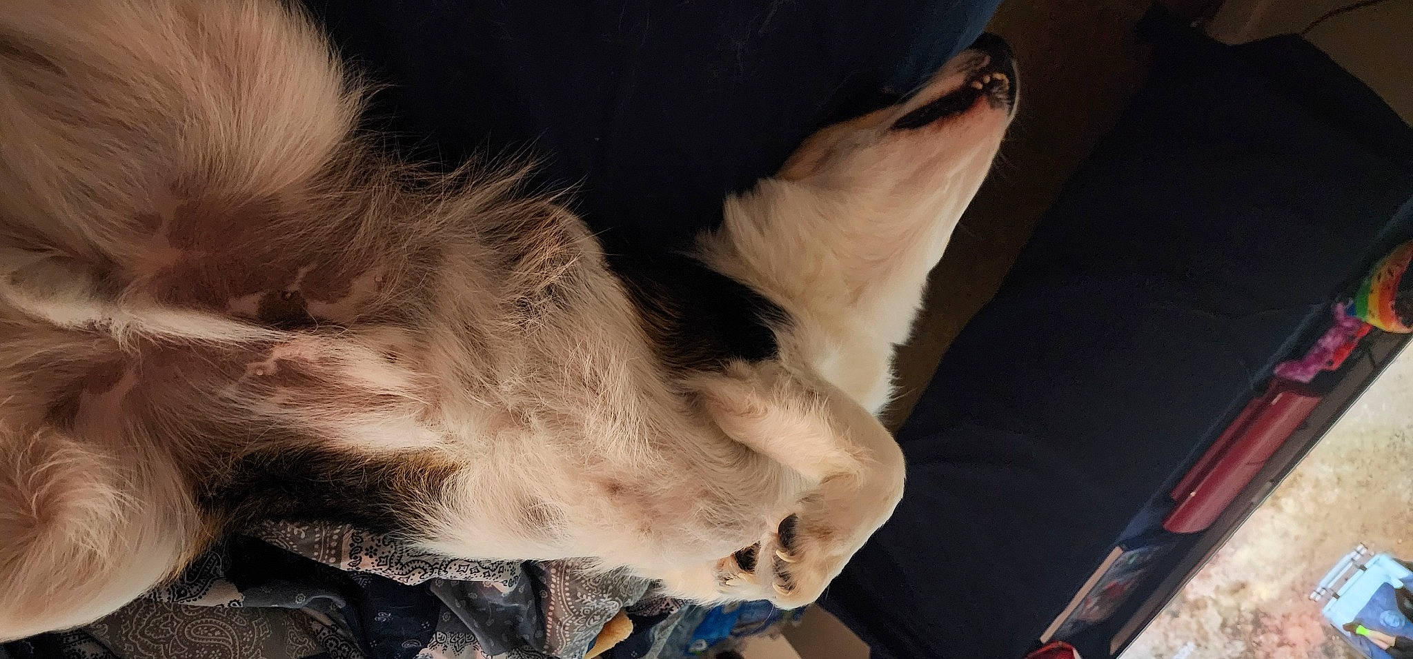 Cow is registered to the contest to win money with this photo: carnivore, comfort, companion_dog, dog, dog_breed, fawn, felidae, foot, fur, gesture, human_leg, jaw, leg, paw, small_to_medium_sized_cats, snout, sporting_group, tail, whiskers, working_animal