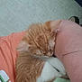 Rouquine a rejoint le concours — aidez-le/la à gagner de superbes lots ! kitten, cat, sleeping, orange_fur, white_fur, person, arm, shirt, peach_color, indoor, close_up, pet, animal, cute, resting, feline, cozy, young_cat, comfort, nap