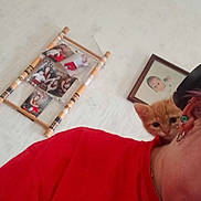 Rouquine participe au concours pour gagner de l'argent avec cette photo : kitten, cat, person, red_shirt, earring, necklace, indoor, wall, photo_frame, family_photos, curious, pet, shoulder, orange_cat, close_up, cozy, home, casual, portrait, domestic