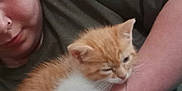 Rouquine participe au concours pour gagner de l'argent avec cette photo : person, kitten, cat, orange_cat, white_cat, indoor, portrait, holding, cute, pet, animal, face, hand, casual_clothing, closeup, resting, feline, comfort, home, soft_light