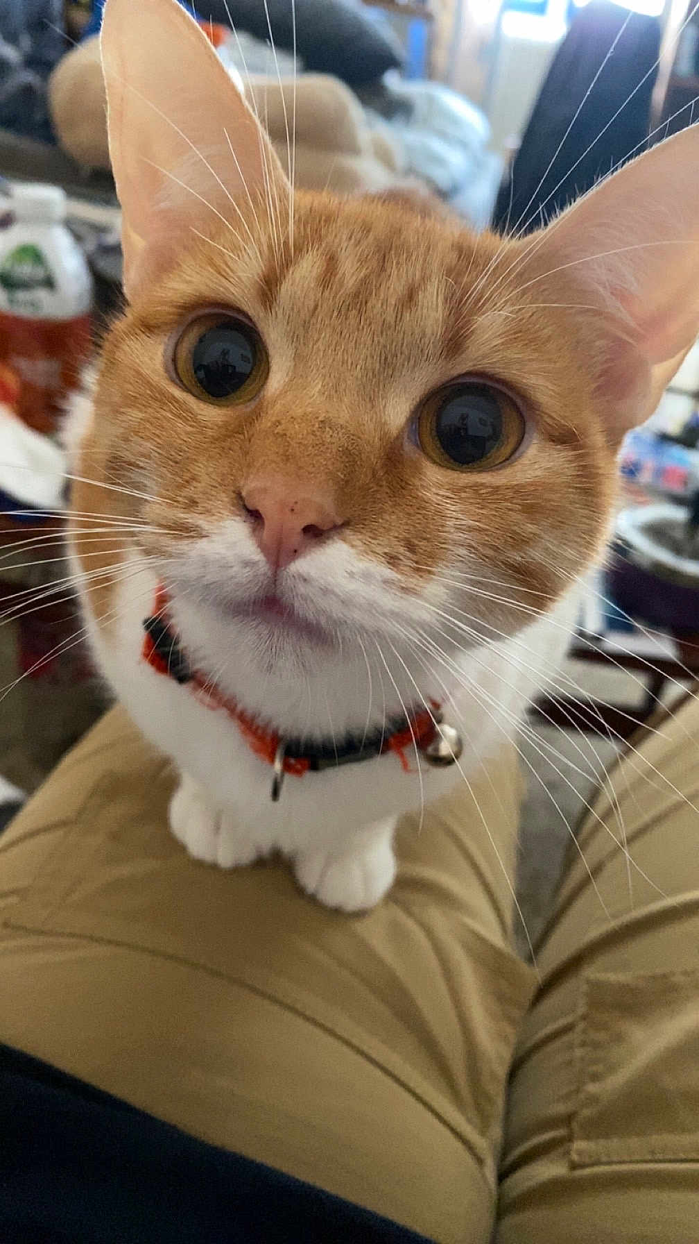 Rouquine a rejoint le concours — aidez-le/la à gagner de superbes lots ! cat, orange_cat, white_cat, close_up, pet, whiskers, collar, indoor, lap, curious, wide_eyes, feline, cute, domestic_cat, animal, fur, sitting, household, person, pants