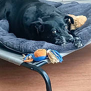 Mina participe au concours pour gagner de l'argent avec cette photo : dog, black_dog, pet, animal, lying_down, dog_bed, plush_bed, toy, squeaky_toy, orange_toy, blue_toy, indoor, home, floor, wooden_floor, resting, sleeping, long_ears, gazing, cozy
