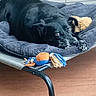 dog, black_dog, pet, animal, lying_down, dog_bed, plush_bed, toy, squeaky_toy, orange_toy, blue_toy, indoor, home, floor, wooden_floor, resting, sleeping, long_ears, gazing, cozy
