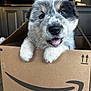 Benji is registered to the contest to win money with this photo: puppy, dog, box, amazon_box, indoor, cute, happy, tongue_out, fluffy, pet, animal, brown_box, smiling, close_up, young_dog, playful, domestic, front_view, furry, small_dog