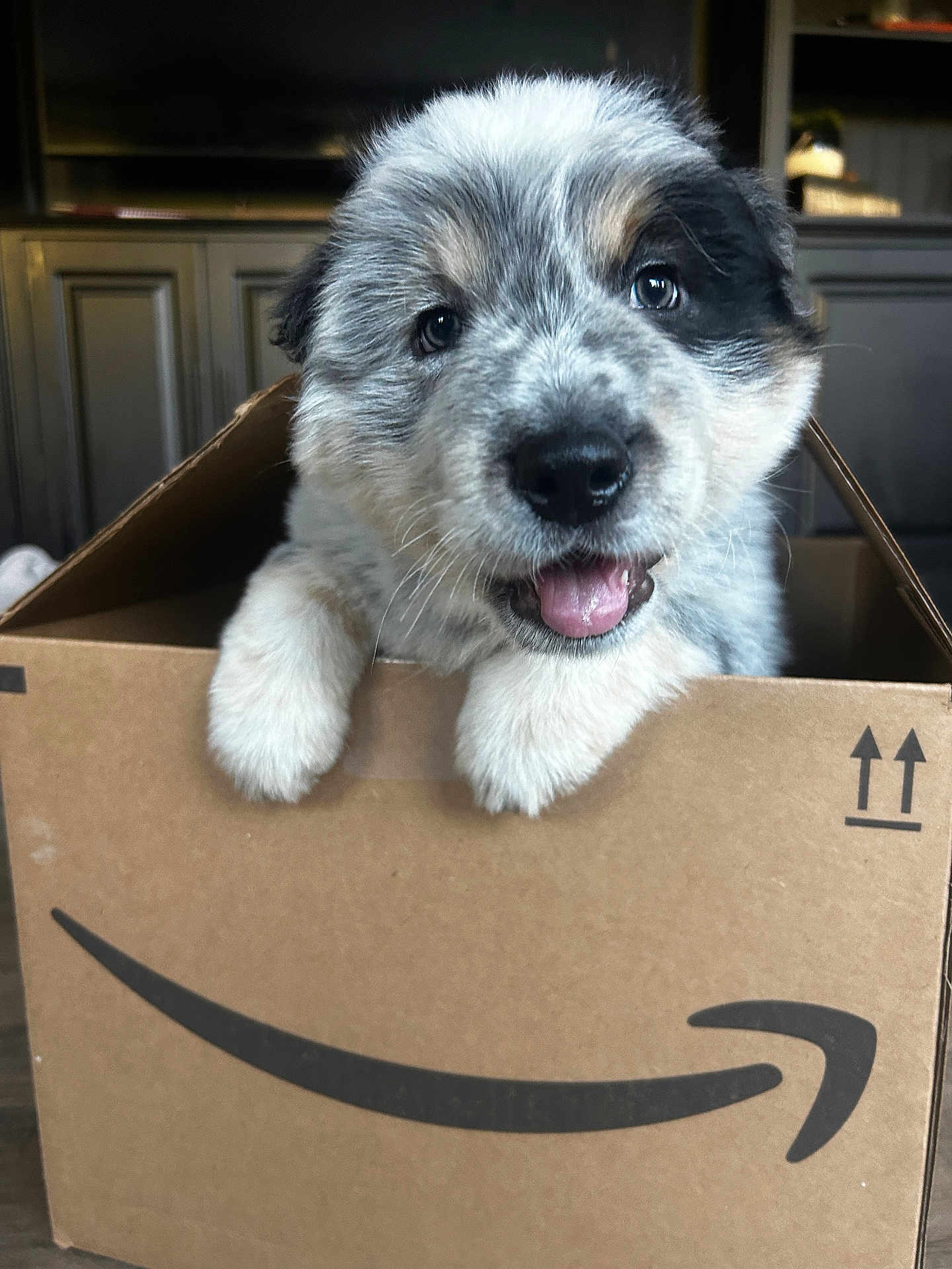 Benji is registered to the contest to win money with this photo: puppy, dog, box, amazon_box, indoor, cute, happy, tongue_out, fluffy, pet, animal, brown_box, smiling, close_up, young_dog, playful, domestic, front_view, furry, small_dog