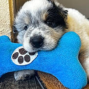 Benji joined the competition — help win amazing prizes! puppy, dog, toy, blue, bone, chewing, close_up, cute, fur, black_and_white, floor, mat, resting, pet, animal, indoor, playful, young, adorable, nose