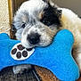 puppy, dog, toy, blue, bone, chewing, close_up, cute, fur, black_and_white, floor, mat, resting, pet, animal, indoor, playful, young, adorable, nose