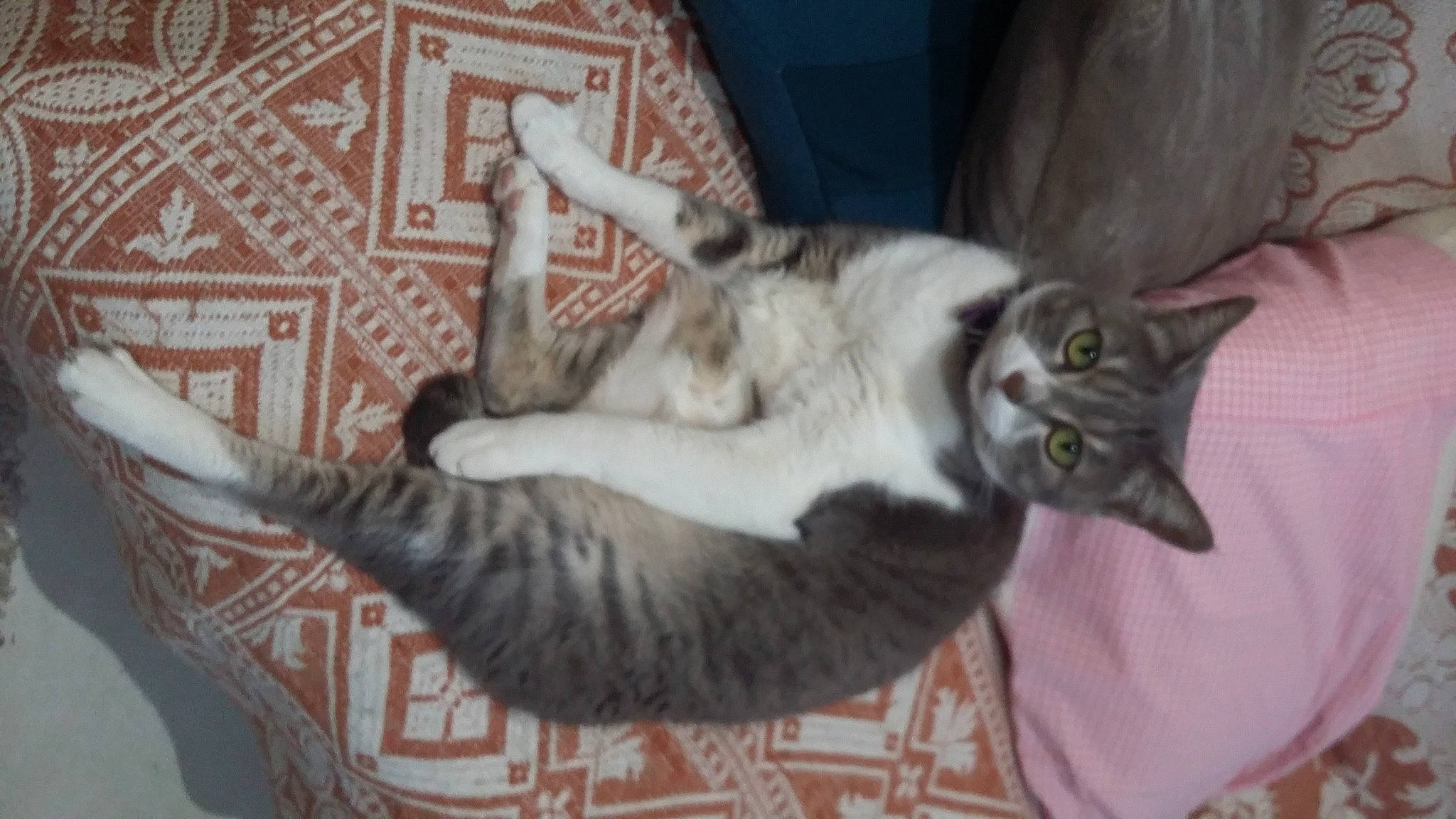 Lili a rejoint le concours — aidez-le/la à gagner de superbes lots ! aegean_cat, asian, carnivore, cat, cat_bed, domestic_short_haired_cat, dragon_li, european_shorthair, felidae, kitten, mammal, norwegian_forest_cat, small_to_medium_sized_cats, tabby_cat, tail, whiskers