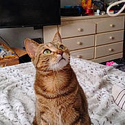 Sammy is registered to the contest to win money with this photo: bedroom, blanket, cat, cozy, curious, domestic_animal, dresser, ears, feline, fur, furniture, green_eyes, home, indoor, looking_up, pet, sitting, tabby_cat, television, whiskers