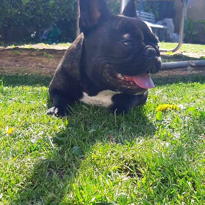 Simba a rejoint le concours — aidez-le/la à gagner de superbes lots ! animal, cute, dog, flower, french_bulldog, garden, grass, greenery, happy, nature, outdoor, pet, resting, shadow, small_dog, summer, sunlight, tongue_out, trampoline, yellow_dandelion