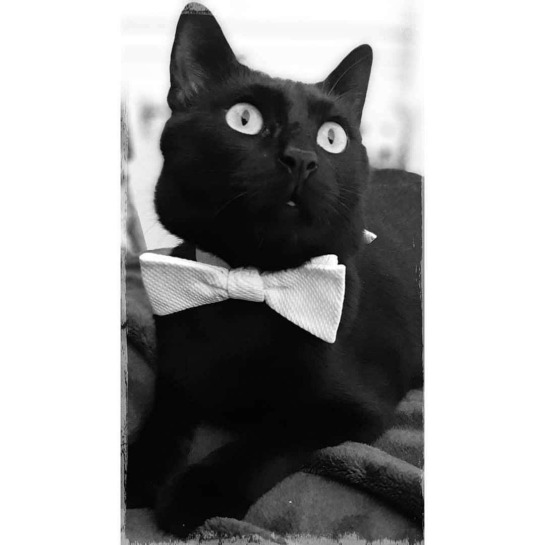 Eros a rejoint le concours — aidez-le/la à gagner de superbes lots ! black_cat, bombay, carnivore, cat, domestic_short_haired_cat, felidae, font, formal_wear, fur, monochrome, monochrome_photography, packaging_and_labeling, paper_product, pattern, rectangle, sleeve, small_to_medium_sized_cats, snout, terrestrial_animal, whiskers