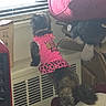 Princessbear is registered to the contest to win money with this photo: cat, pink_dress, leopard_print, window, blinds, indoor, furniture, cushion, cardboard_box, pet, curiosity, fluffy, animal, looking_out, standing, clothing, tail, domestic, cozy, home