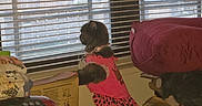 Princessbear is registered to the contest to win money with this photo: dog, clothing, window, blinds, heater, indoor, pet, pink_outfit, box, plush_bed, curious, furniture, small_dog, looking_out, domestic, home, animal, cozy, standing, toy