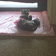 Princessbear joined the competition — help win amazing prizes! cat, black_cat, pet, indoor, blanket, pink, window, floor, fur, animal, cute, resting, cozy, glowing_eyes, looking, wearing, clothing, domestic_animal, feline, relaxing