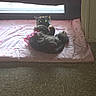 cat, black_cat, pet, indoor, blanket, pink, window, floor, fur, animal, cute, resting, cozy, glowing_eyes, looking, wearing, clothing, domestic_animal, feline, relaxing