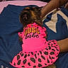 Princessbear is registered to the contest to win money with this photo: dog, pet, clothing, pink, dress, animal, cute, blanket, leopard_print, text_on_clothing, indoor, person, arm, resting, fur, small_dog, domestic_animal, cozy, hand, animal_clothing