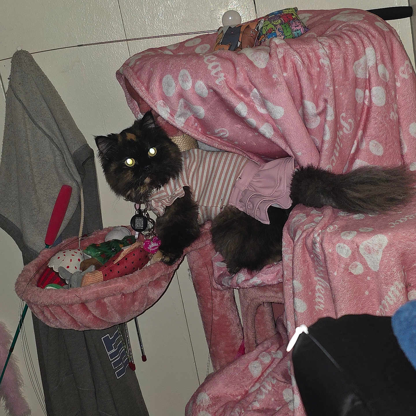 Princessbear is registered to the contest to win money with this photo: cat, pet, feline, black_cat, pink_outfit, cat_tree, blanket, cat_toys, indoor, cozy, fur, animal, wide_eyes, resting, sitting, home, comfort, collar, furniture, cute