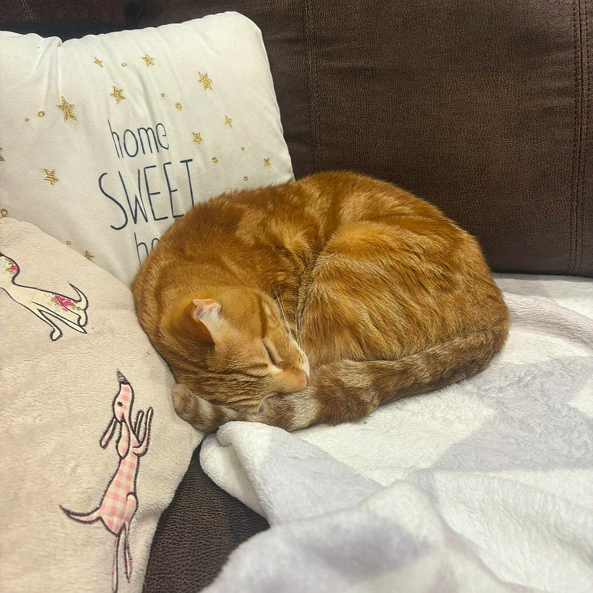 Felix is registered to the contest to win money with this photo: blanket, brown_couch, cat, couch, cozy, curled_up, decorative_pillow, domestic_cat, feline, fur, home, indoor, nap, orange_tabby, pet, pillow, relaxed, resting, sleeping, soft_texture