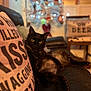 Jonah Archie Asher is registered to the contest to win money with this photo: black_cat, blurred_background, cat, christmas_tree, couch, cozy, decor, domestic_animal, feline, furniture, holiday, indoor, living_room, pet, pillow, relaxed, resting, soft_lighting, text_on_pillow, yellow_eyes