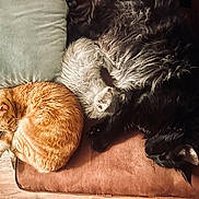 Jonah Archie Asher is registered to the contest to win money with this photo: animal, black_cat, brown_couch, cat, couch, cozy, cushion, domestic_cat, feline, fur, green_cushion, indoor, nap, orange_cat, pet, relaxation, resting, sleeping, two_cats, wood_floor