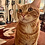 Jonah Archie Asher is registered to the contest to win money with this photo: animal, cabinet, cat, couch, curious, domestic_animal, ears, eyes, floor, furniture, home, indoor, kitchen, living_room, orange_tabby, pet, portrait, tail, vacuum_cleaner, whiskers