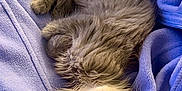Jonah Archie Asher joined the competition — help win amazing prizes! animal, blanket, cat, cozy, cute, domestic_cat, fleece, fluffy, fur, indoor, kitten, lavender, peaceful, pet, relaxed, resting, sleeping, small, upside_down, whiskers