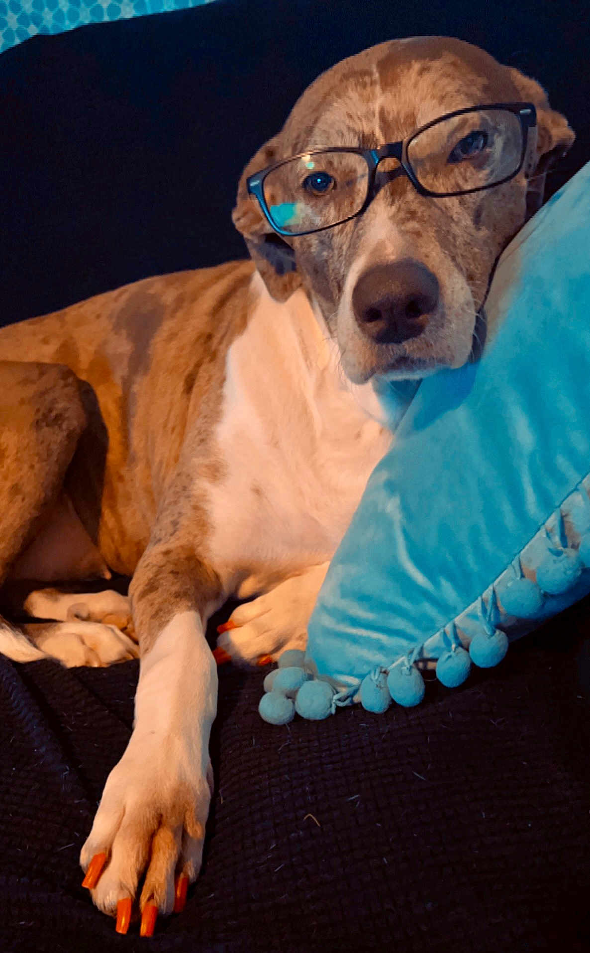Piper