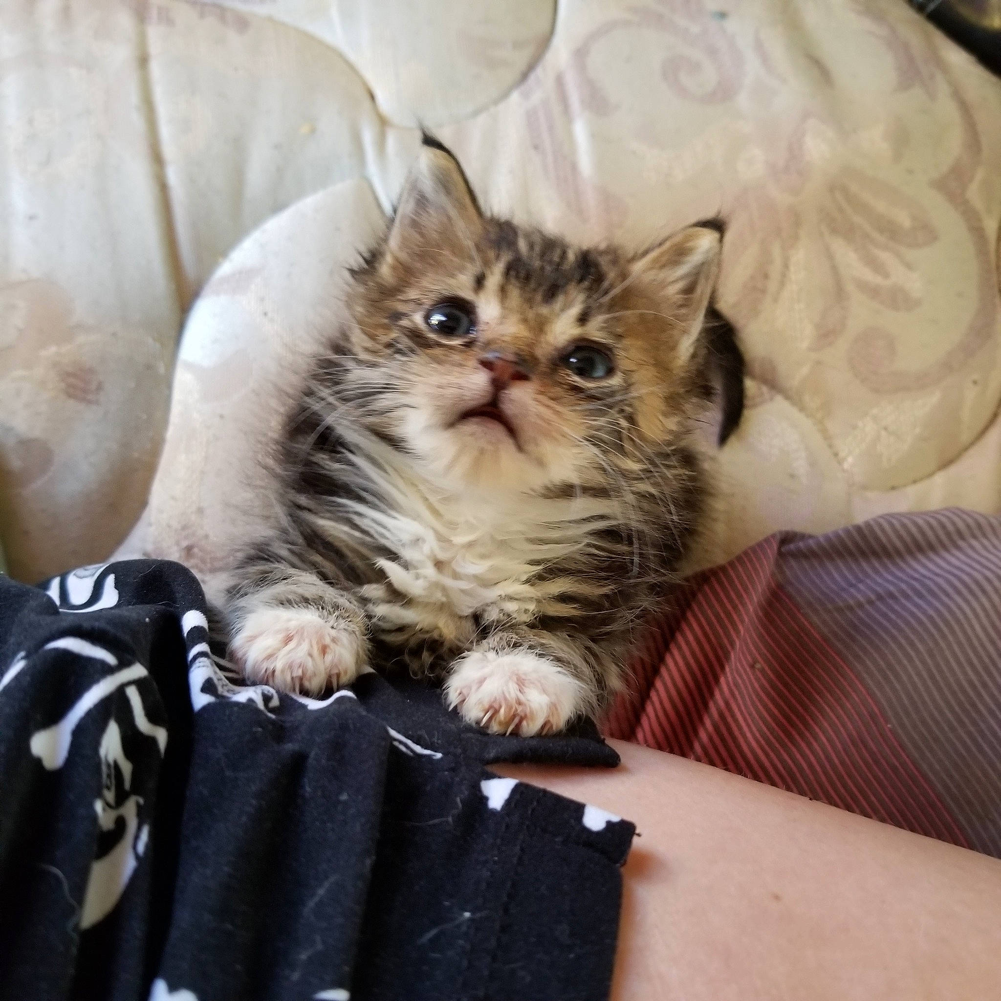 Gibby is registered to the contest to win money with this photo: american_shorthair, asian, british_semi_longhair, carnivore, cat, domestic_long_haired_cat, fawn, felidae, kitten, maine_coon, mammal, munchkin, napoleon_cat, norwegian_forest_cat, ragamuffin, siberian, small_to_medium_sized_cats, tabby_cat, vertebrate, whiskers