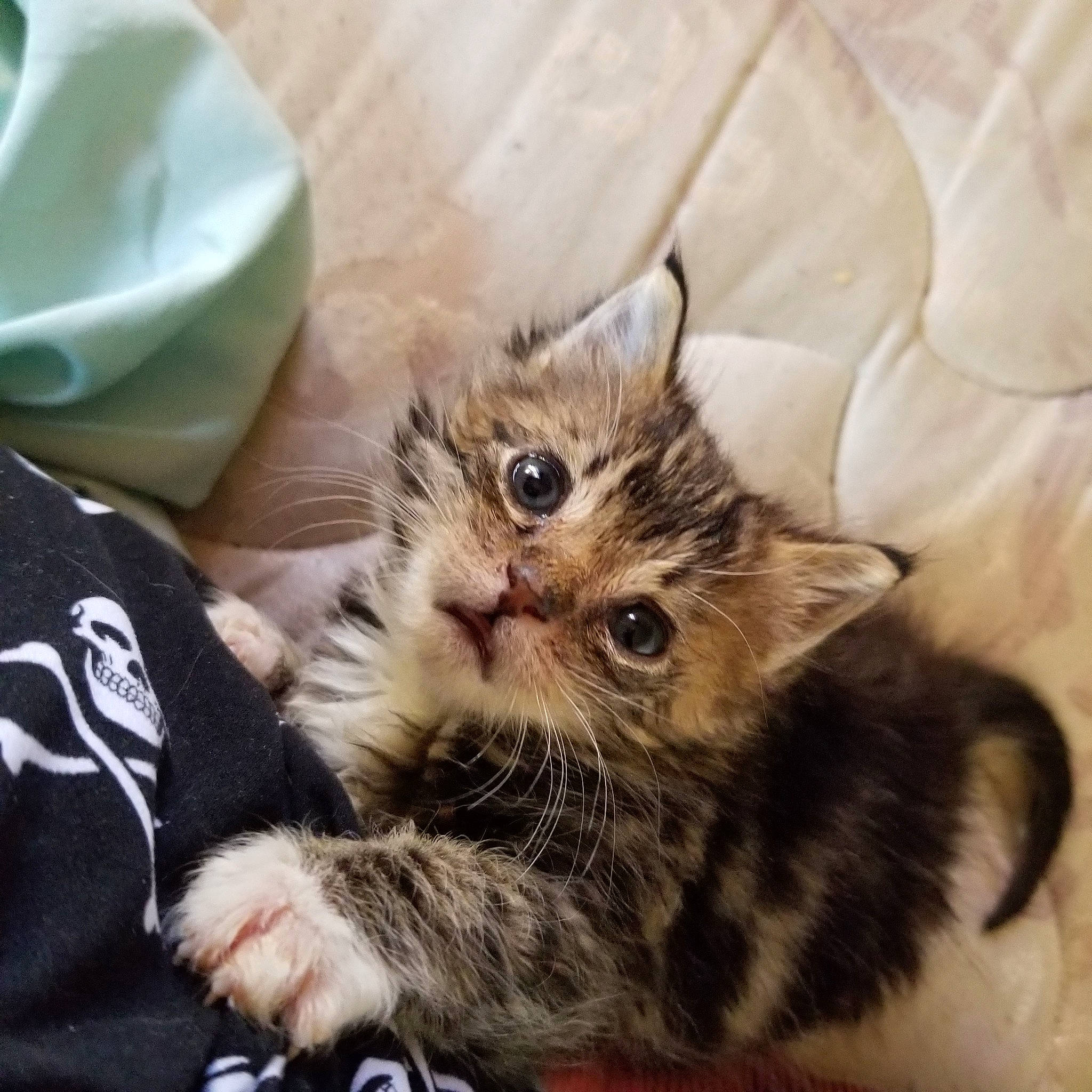 Gibby is registered to the contest to win money with this photo: american_bobtail, american_shorthair, asian, carnivore, cat, claw, domestic_short_haired_cat, dragon_li, european_shorthair, felidae, kitten, mammal, munchkin, norwegian_forest_cat, pixie_bob, polydactyl_cat, siberian, small_to_medium_sized_cats, tabby_cat, whiskers