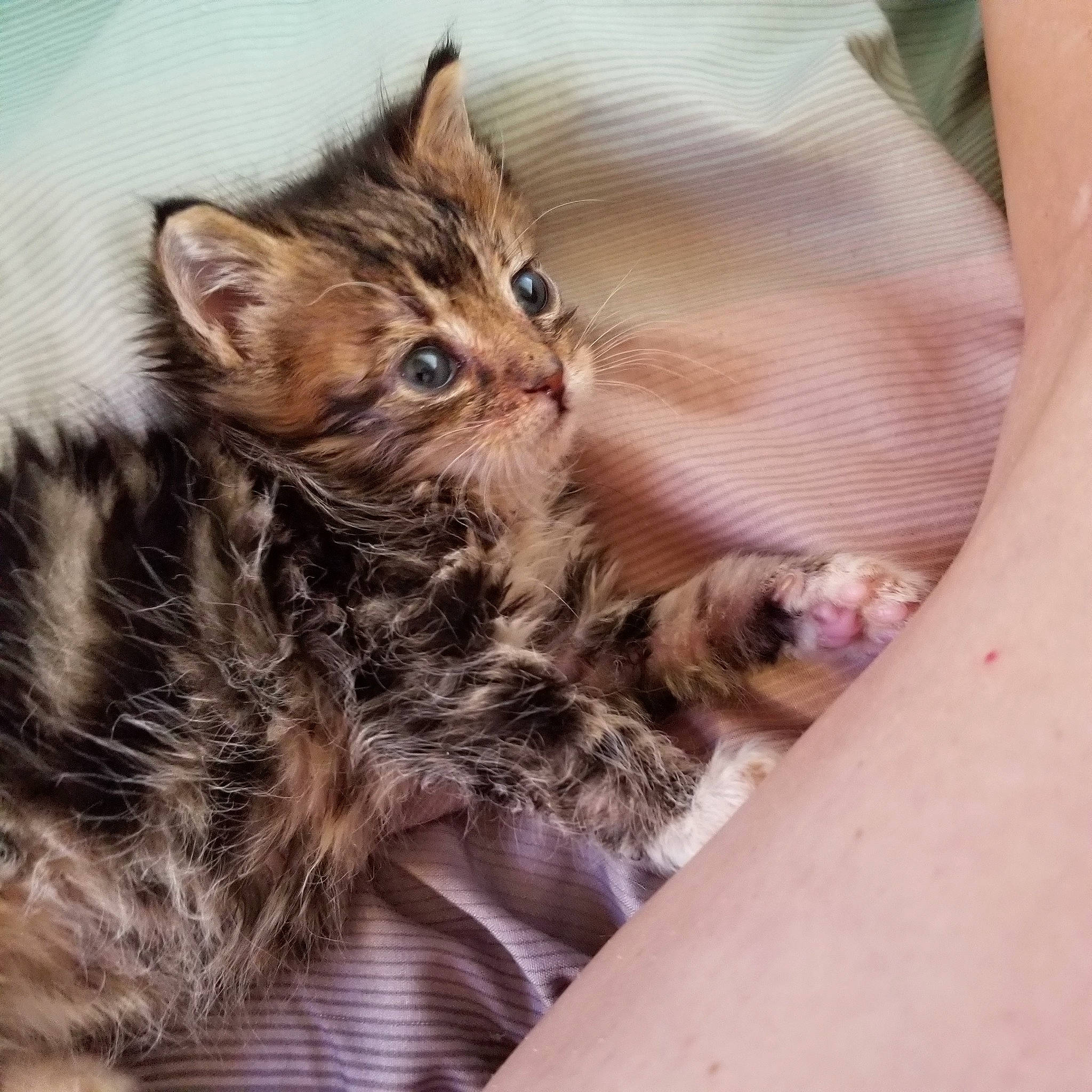 Gibby is registered to the contest to win money with this photo: american_shorthair, asian, bengal, carnivore, cat, domestic_short_haired_cat, dragon_li, egyptian_mau, european_shorthair, eye, felidae, fur, hand, kitten, mammal, pixie_bob, skin, small_to_medium_sized_cats, tabby_cat, whiskers