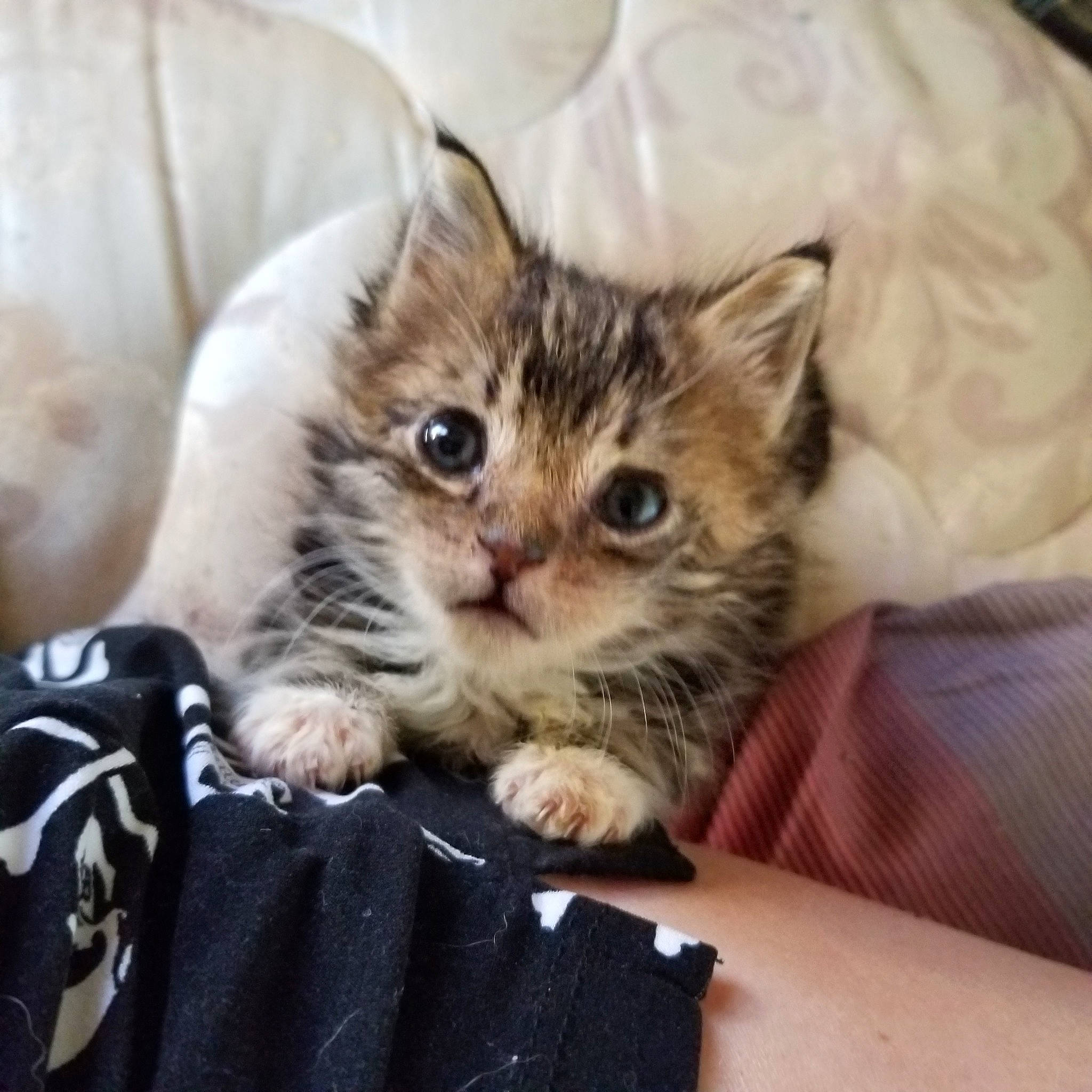 Gibby is registered to the contest to win money with this photo: american_shorthair, asian, british_semi_longhair, carnivore, cat, domestic_long_haired_cat, dragon_li, european_shorthair, eye, fawn, felidae, kitten, maine_coon, mammal, norwegian_forest_cat, polydactyl_cat, siberian, small_to_medium_sized_cats, tabby_cat, whiskers