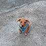 puppy, dog, brown, blue_harness, concrete, outdoor, pet, young_dog, looking_up, sitting, curious, ears, animal, canine, small_dog, companion, cute, adorable, waiting, ground