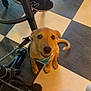 dog, puppy, brown_dog, harness, leash, checkered_floor, black_and_white_floor, indoor, floor_tiles, pet, sitting, looking_up, tail_wagging, shoe, person_leg, chair, metal_chair, happy, cute, small_dog