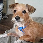 Rascal is registered to the contest to win money with this photo: dog, pet, collar, brown_fur, white_fur, indoor, blanket, laundry_basket, floor, wood_floor, cabinet, furniture, resting, animal, canine, closeup, domestic_animal, cute, watching, relaxed