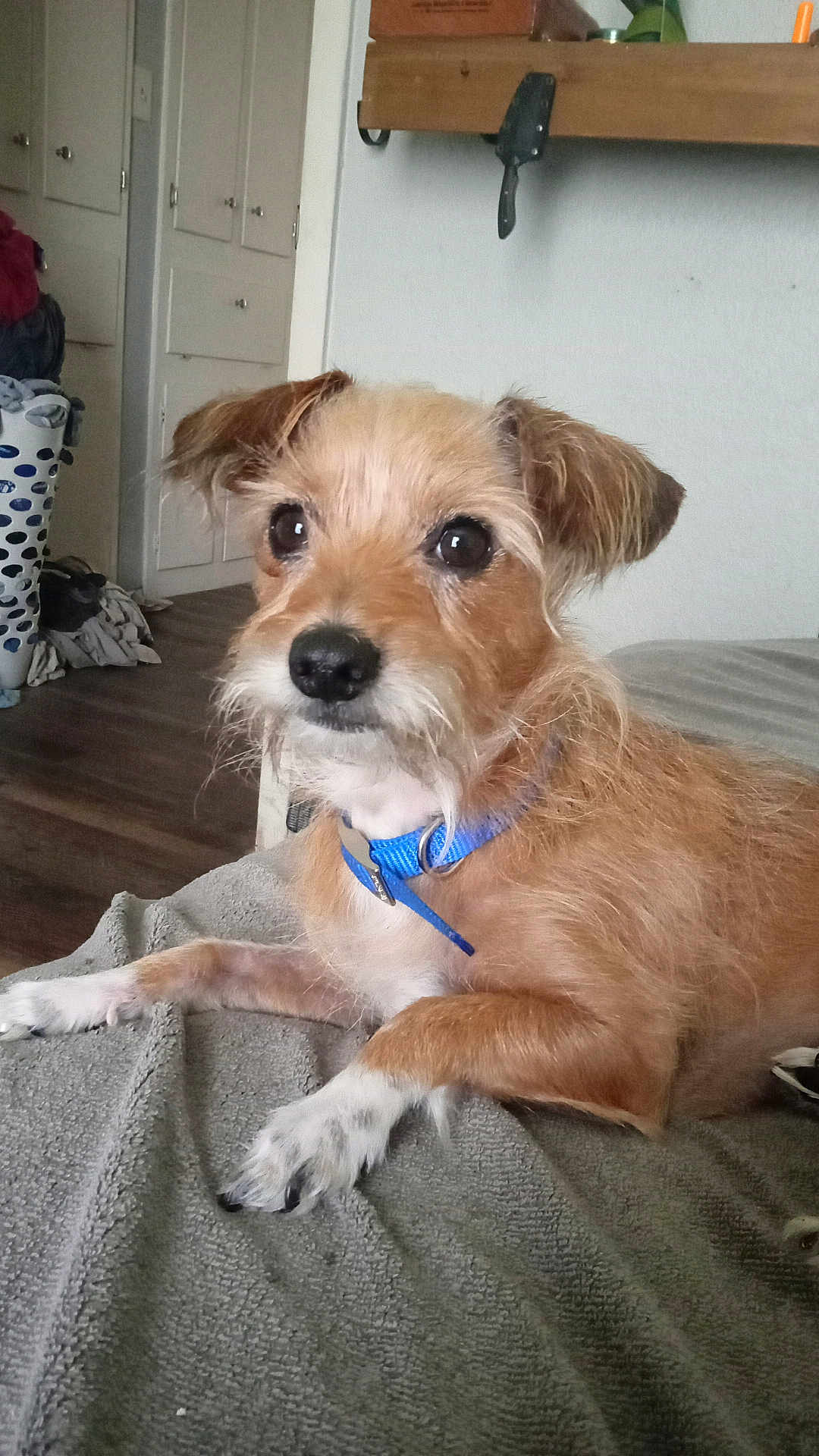 Rascal is registered to the contest to win money with this photo: dog, pet, collar, brown_fur, white_fur, indoor, blanket, laundry_basket, floor, wood_floor, cabinet, furniture, resting, animal, canine, closeup, domestic_animal, cute, watching, relaxed