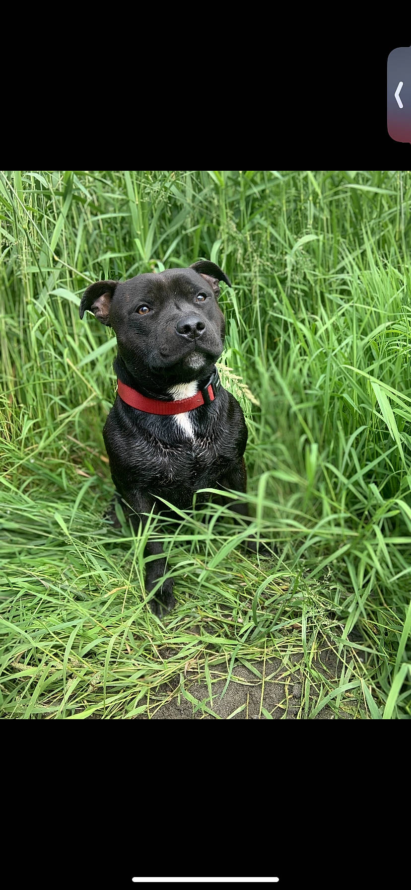 Paco a rejoint le concours — aidez-le/la à gagner de superbes lots ! carnivore, collar, companion_dog, dog, dog_breed, dog_collar, fawn, grass, grass_family, groundcover, lawn, plant, snout, tail, terrestrial_animal, terrestrial_plant, terrier, toy, whiskers, working_animal