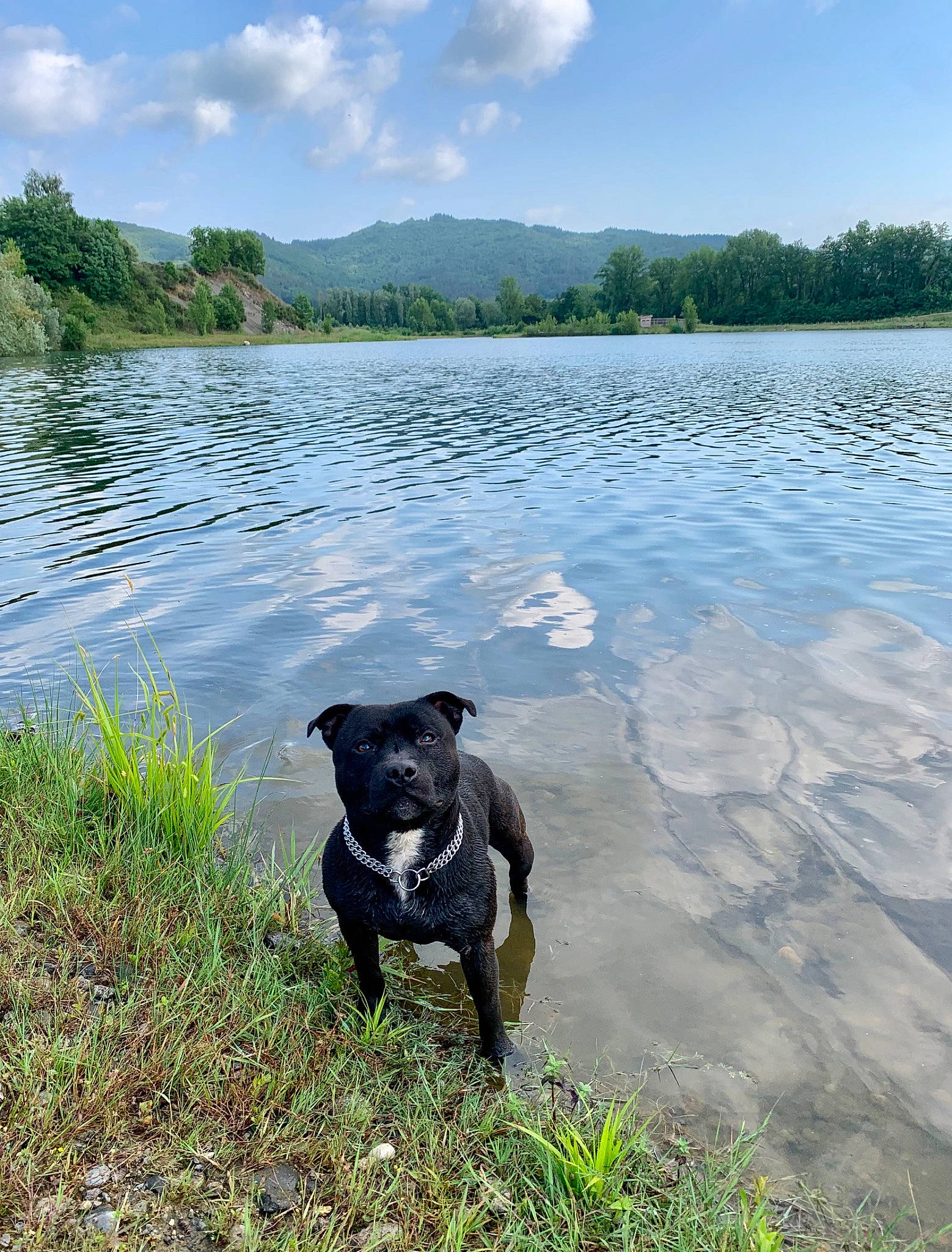 Paco a rejoint le concours — aidez-le/la à gagner de superbes lots ! adventure, carnivore, cloud, dog, dog_breed, grass, lacustrine_plain, lake, landscape, mountain, natural_landscape, plant, reservoir, sky, sporting_group, tree, water, water_resources, watercourse, working_animal