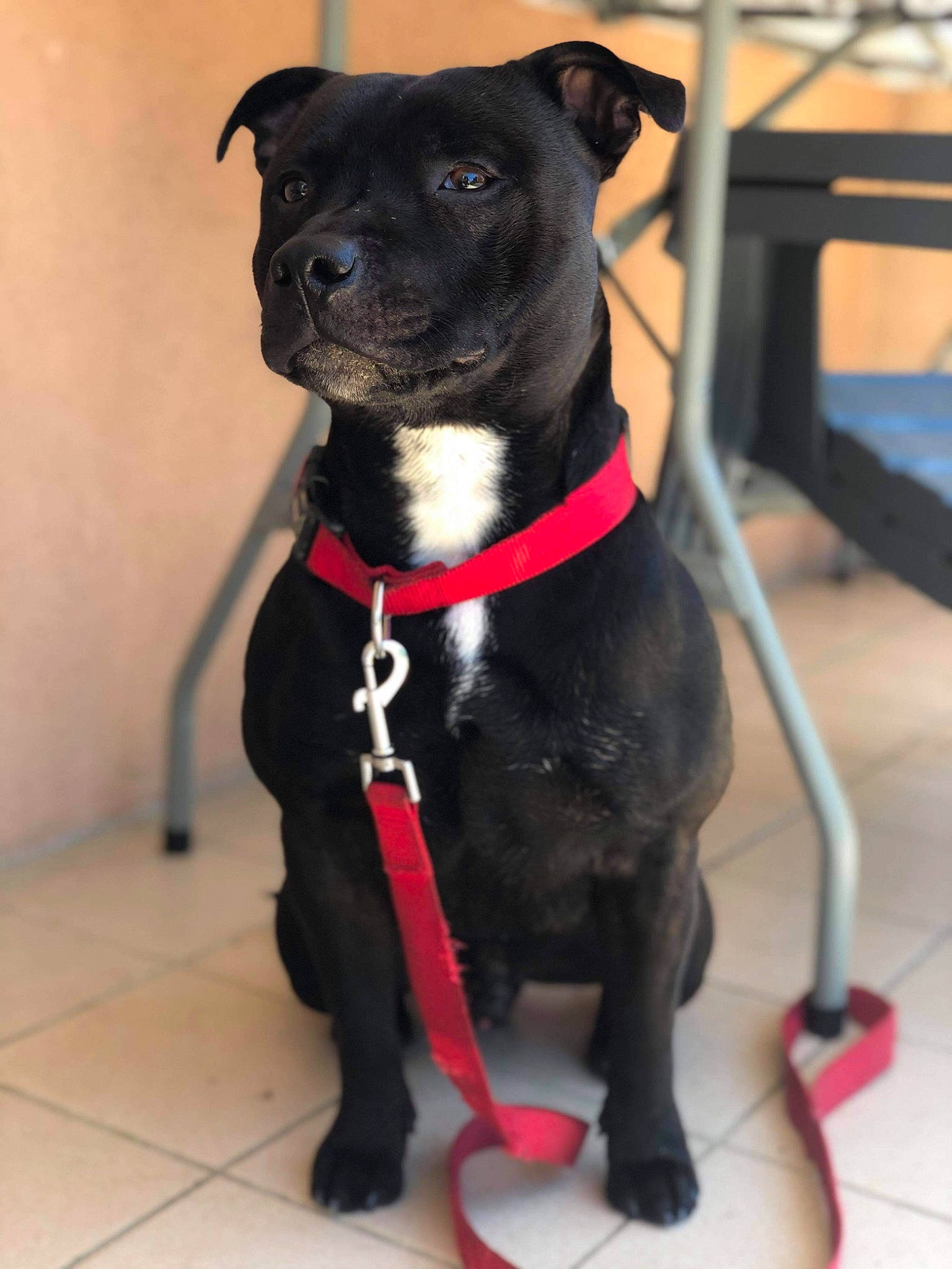 Paco a rejoint le concours — aidez-le/la à gagner de superbes lots ! borador, canidae, carnivore, collar, companion_dog, dog, dog_breed, dog_collar, dog_supply, fashion_accessory, fawn, fur, guard_dog, leash, molosser, pet_supply, snout, sporting_group, whiskers, working_animal