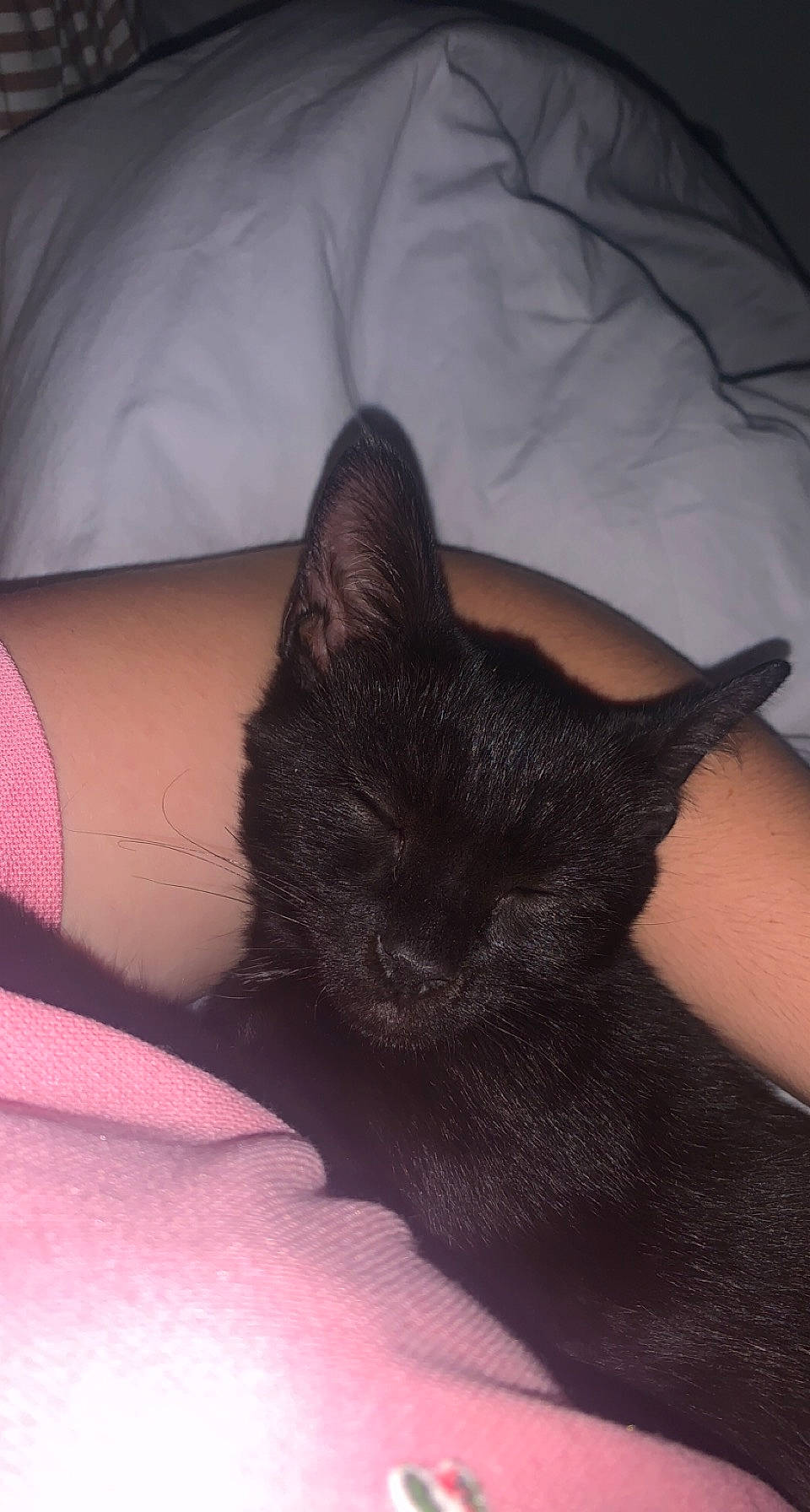 Tobby a rejoint le concours — aidez-le/la à gagner de superbes lots ! bed, black_cat, carnivore, cat, comfort, darkness, domestic_short_haired_cat, ear, eye, felidae, flesh, fur, gesture, human_leg, linens, nap, small_to_medium_sized_cats, snout, tail, whiskers