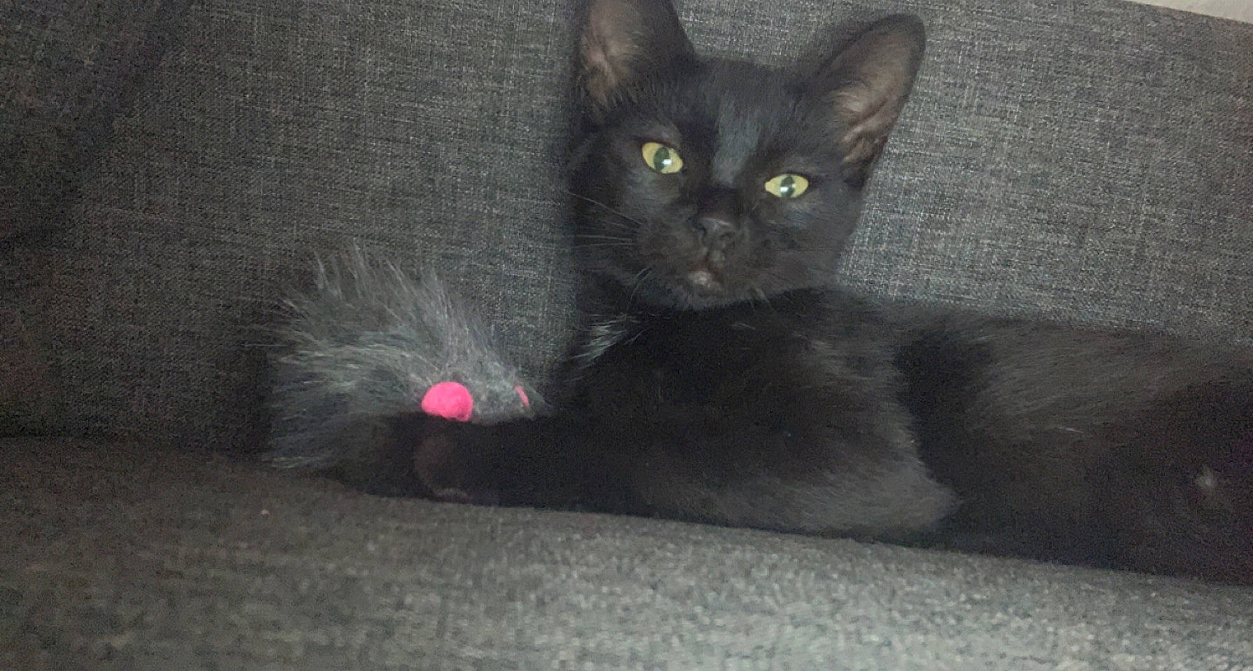 Tobby participe au concours pour gagner de l'argent avec cette photo : black_cat, bombay, carmine, carnivore, cat, cat_supply, cat_toy, claw, domestic_short_haired_cat, felidae, flooring, foot, fur, grey, havana_brown, paw, small_to_medium_sized_cats, snout, tail, whiskers