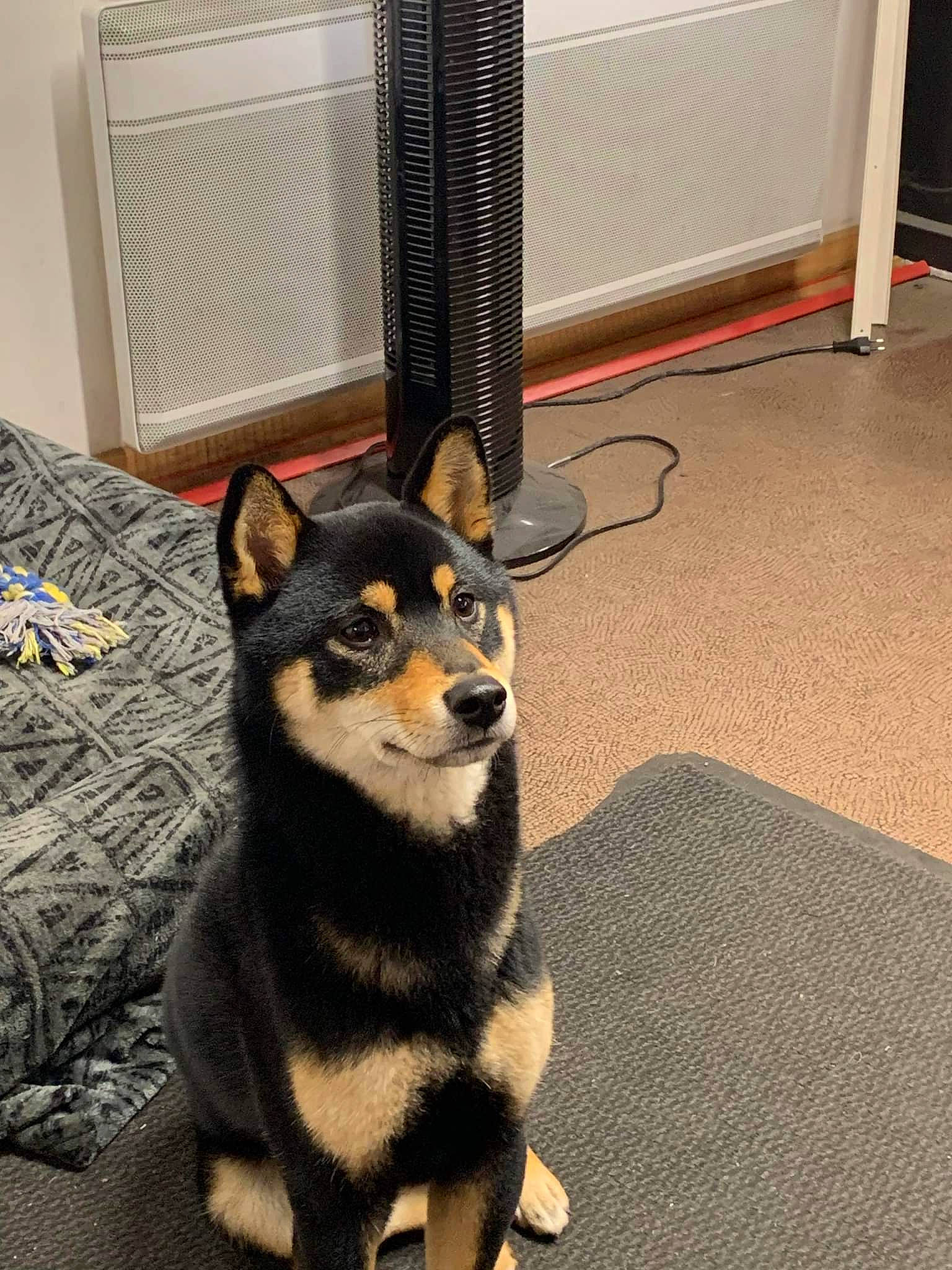 Sysko participe au concours pour gagner de l'argent avec cette photo : canidae, carnivore, chair, companion_dog, dog, dog_breed, flooring, fur, gas, mesh, non_sporting_group, paw, puppy, sporting_group, tail, terrestrial_animal, toy_dog, whiskers, working_animal, working_dog