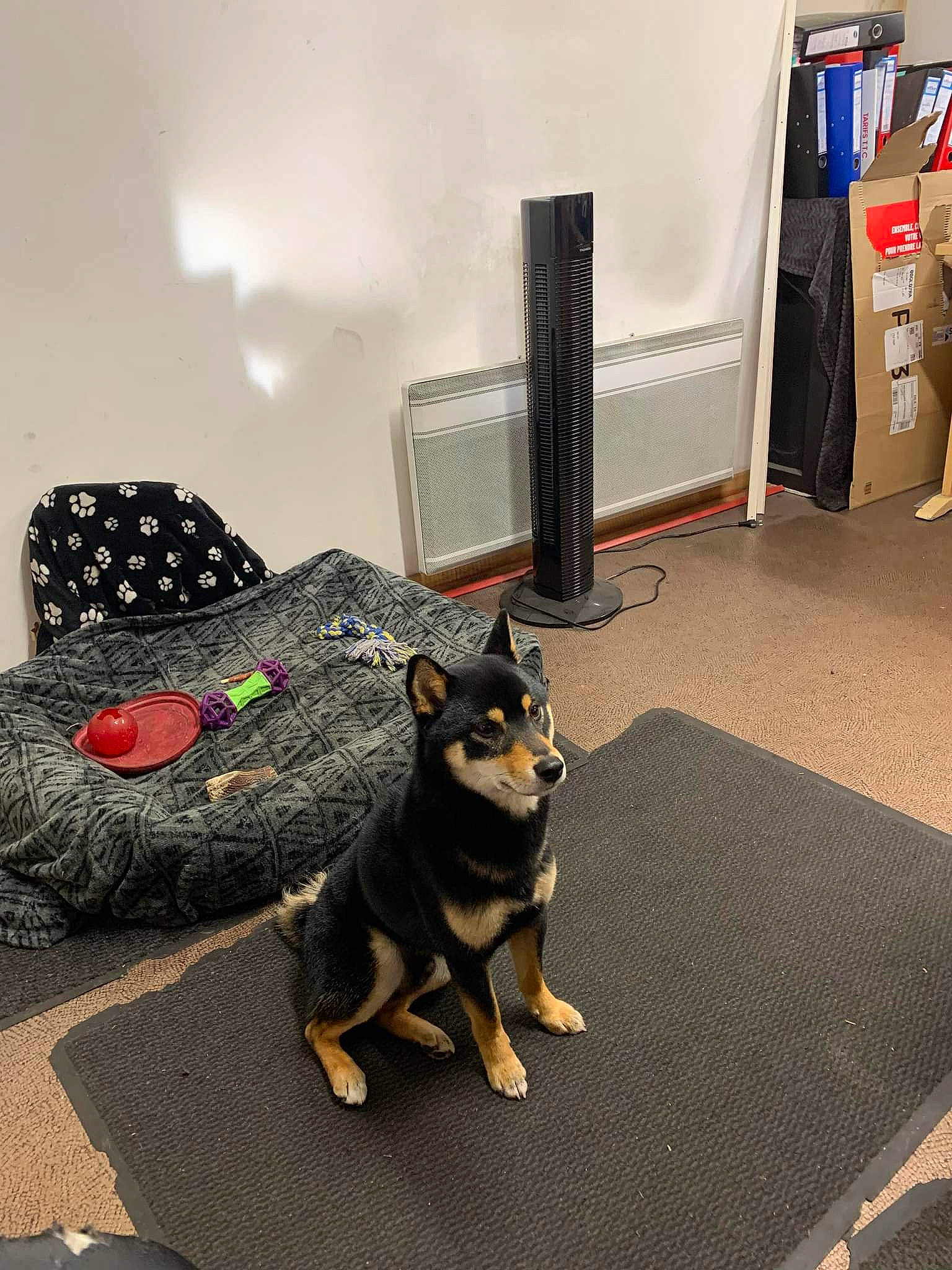 Sysko a rejoint le concours — aidez-le/la à gagner de superbes lots ! box, carnivore, comfort, companion_dog, couch, dog, dog_breed, dog_supply, floor, flooring, grey, guard_dog, hardwood, linens, living_room, pinscher, room, toy_dog, working_animal, working_dog