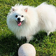 Whillo a rejoint le concours — aidez-le/la à gagner de superbes lots ! animal, canine, cute, daylight, dog, field, fluffy, fur, grass, green, happy, nature, outdoor, pet, playful, smiling, summer, tongue_out, volleyball, white